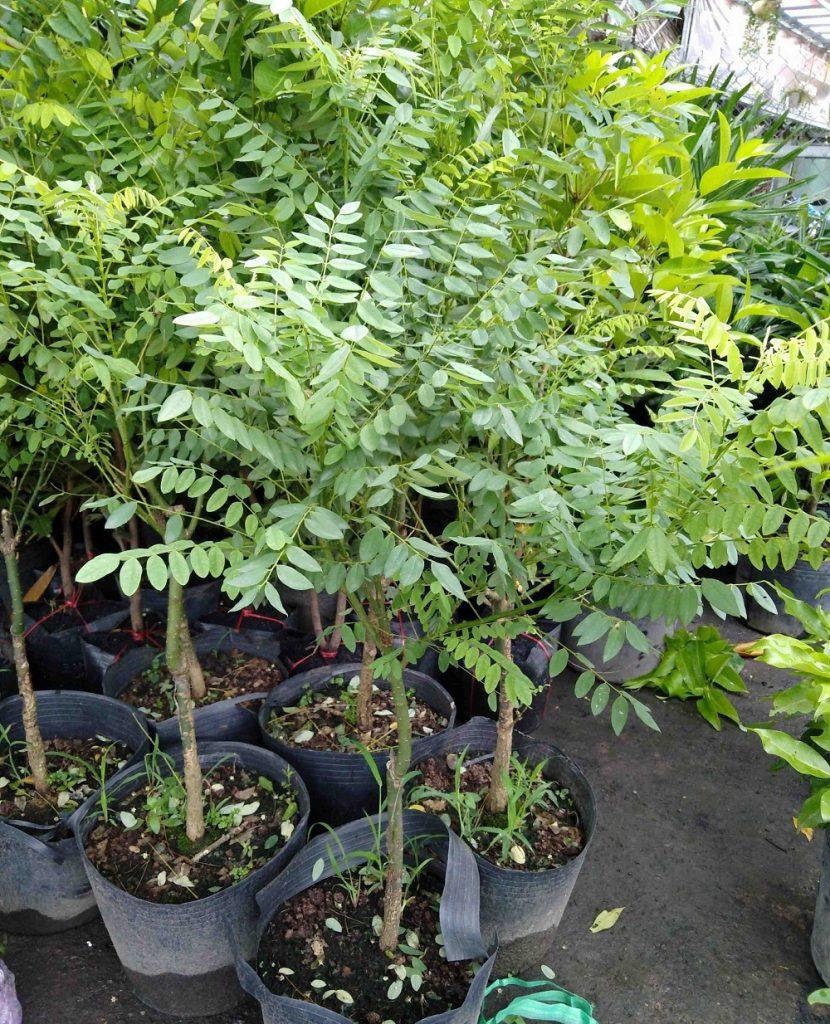 Cây hoa hòe, cây cao 1m, cây đẹp giống chuẩn, cam kết chất lượng