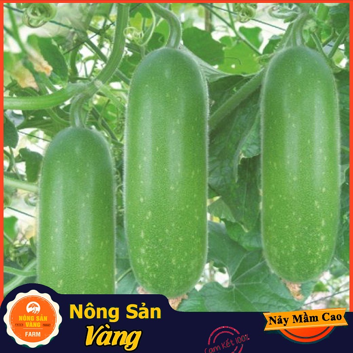 Hạt giống Bí Đao Chanh ( Gói 15 Hạt ) - Nông Sản Vàng