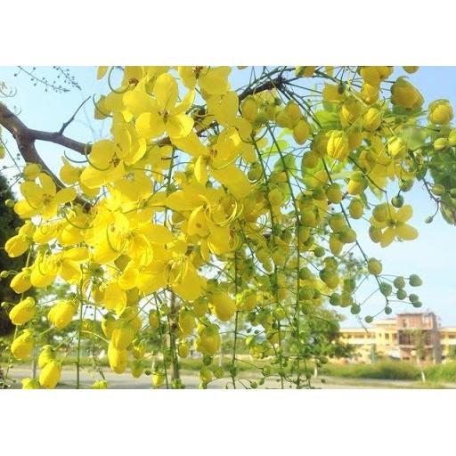 Cây giống Muồng Hoàng Yến vàng