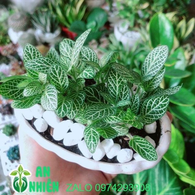 Chậu Cây Cẩm Nhung Xanh Nhạt