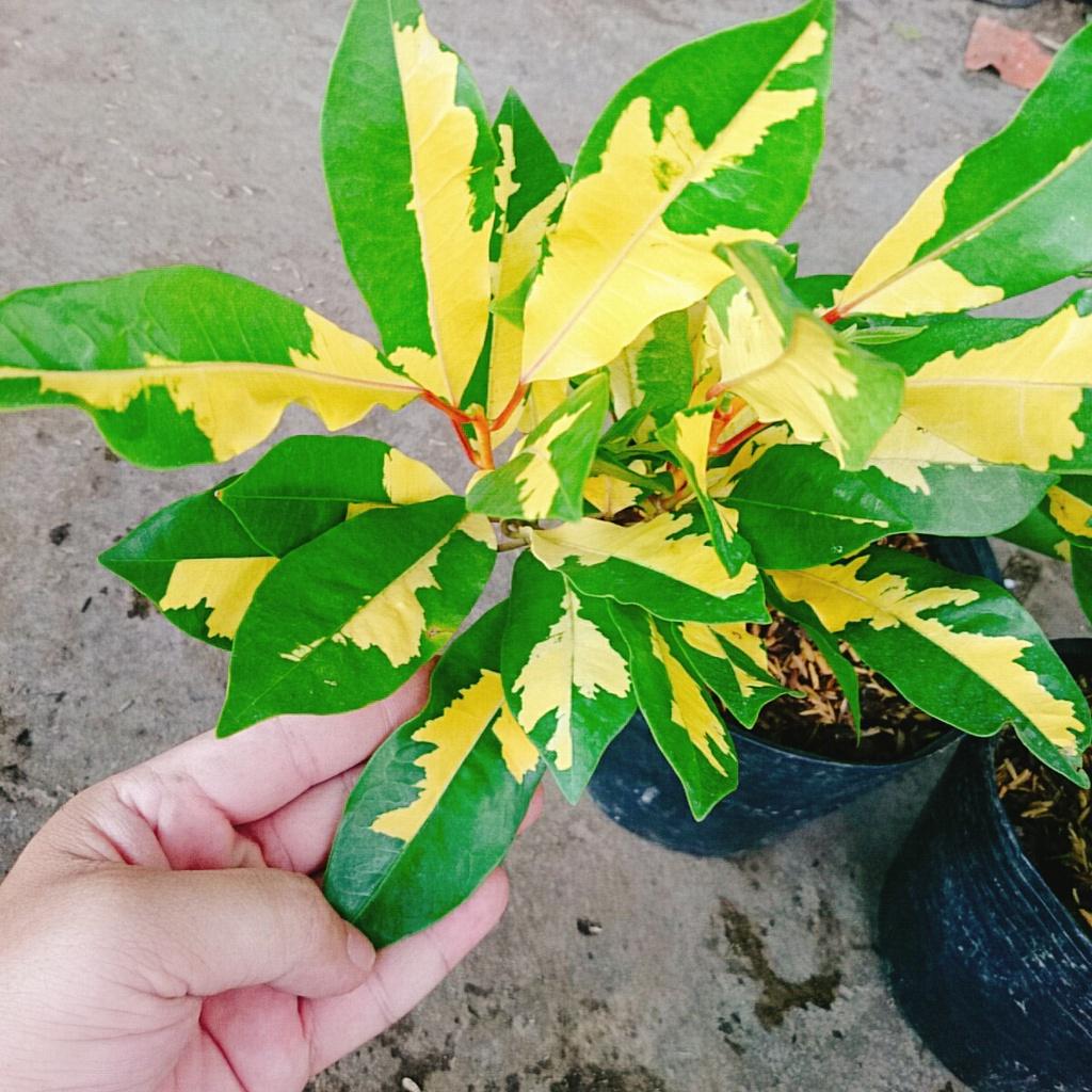 Cây Lá Màu Hoàng Kim - cây cảnh để bàn + tặng phân bón cho cây