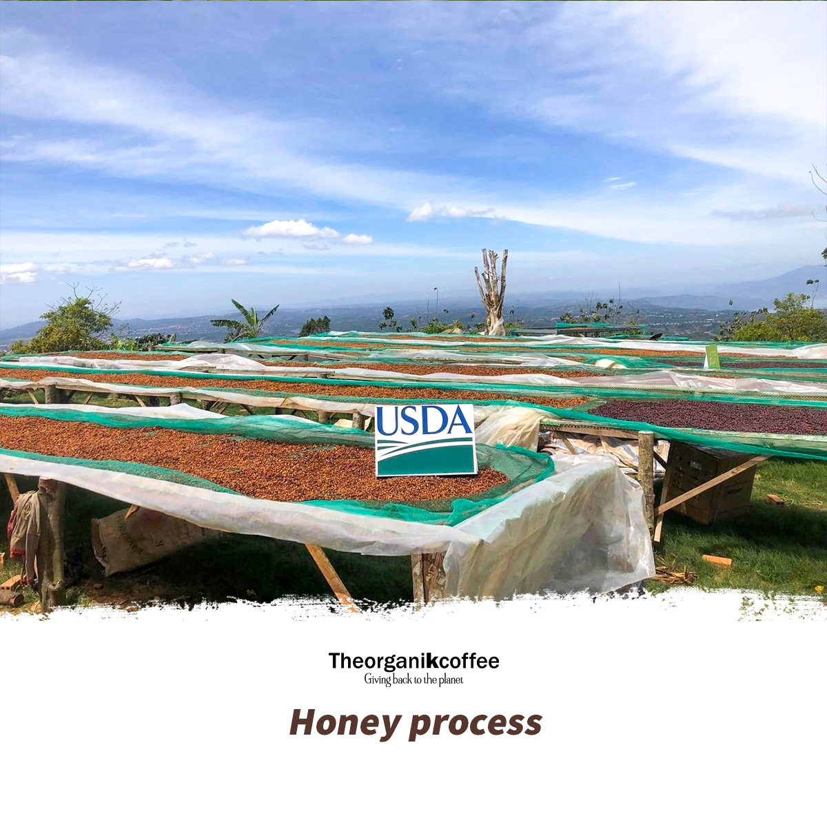 Cà phê Arabica hữu cơ phin giấy - 1 túi/ 12g
