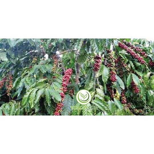 1 KG HẠT GIỐNG CÀ PHÊ TRS1 .