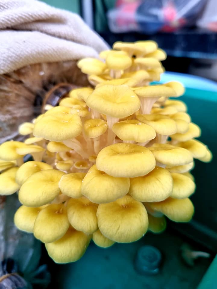 Combo 10 Phôi Nấm Hoàng Kim