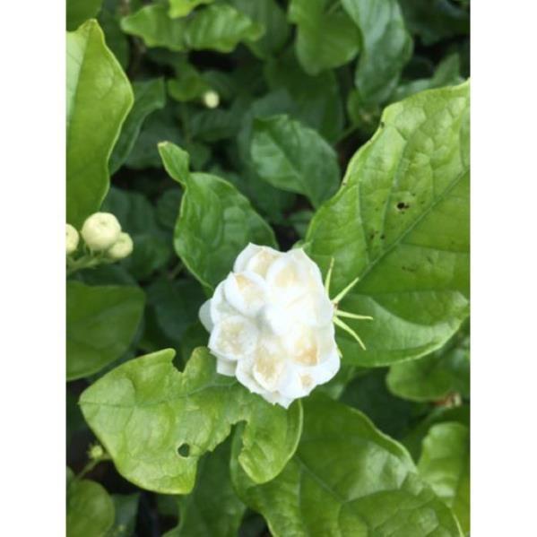 Cây hoa lài trà hoa nhỏ nhưng cực thơm