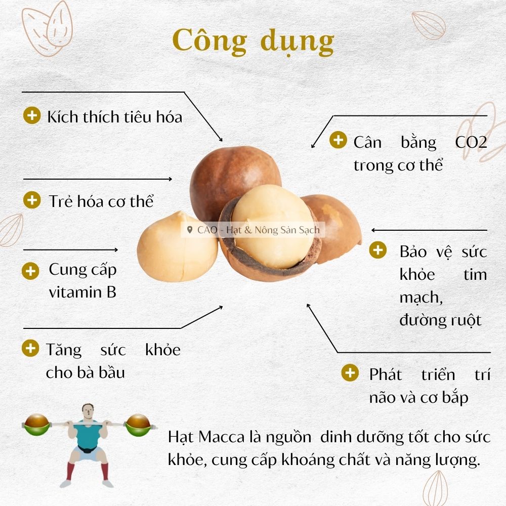 Hạt Macca Đaklak CAO Food loại 1 to tròn tự nhiên, ngọt bùi từng hạt - có kèm khui mở