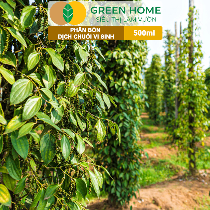 Dịch Chuối Vi Sinh HK GreenHome, Chai 500ml, Vàng Cơm, Tạo Ngọt, Ra Hoa, Bóng Trái, Đậu Trái Mạnh