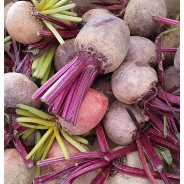 Củ Dền Đỏ+ 700g phân thỏ hữu cơ