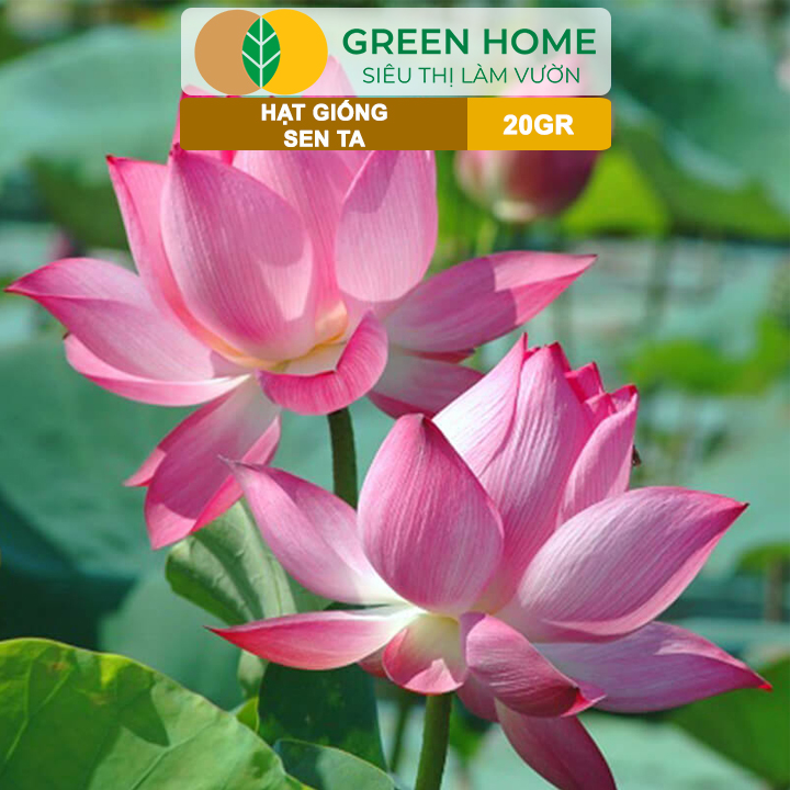 Hạt Giống Hoa Sen Ta GreenHome, Gói 20 Gram, Dễ Trồng, Nảy Mầm Tốt, Bông To, Lá Dày H10