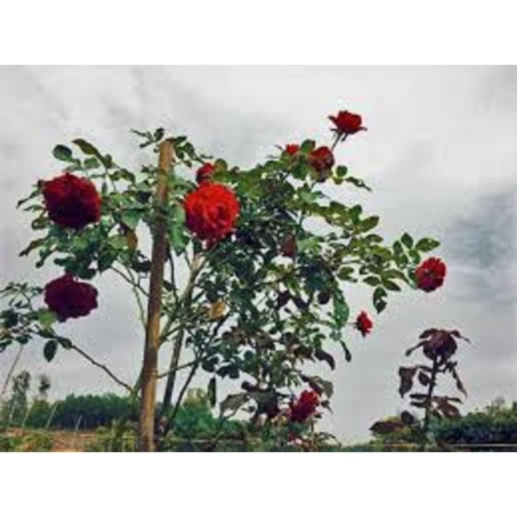 CÂY HOA HỒNG CỔ - CÂY LỚN - HOA SIÊU ĐẸP - BỀN