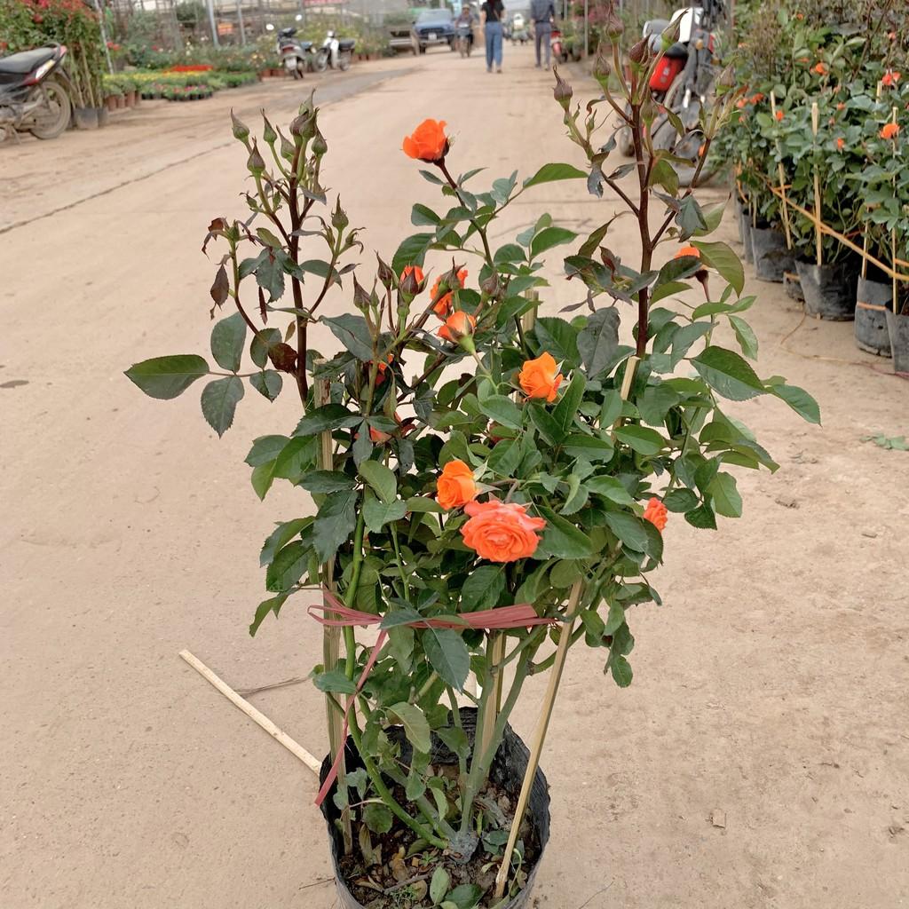 Cây hoa hồng tỉ muội cao 50cm, cây siêu hoa và nở quanh năm, cây hoa cảnh trồng trang trí ban công, sân vườn