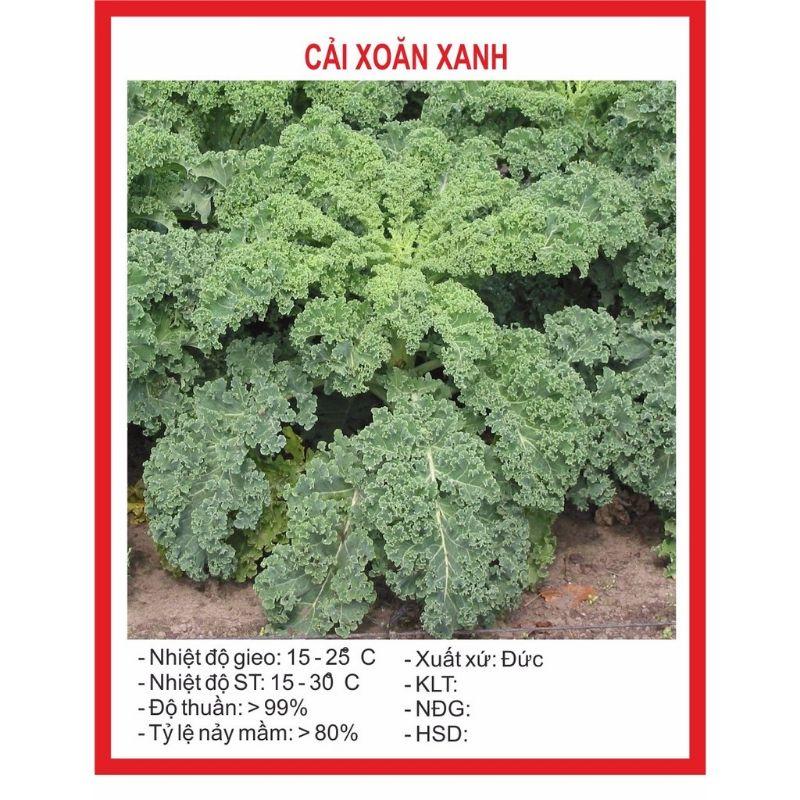 Hạt giống cải xoăn xanh