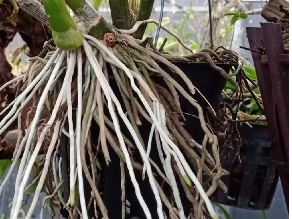 Kích rễ cây Cực Mạnh NEM
