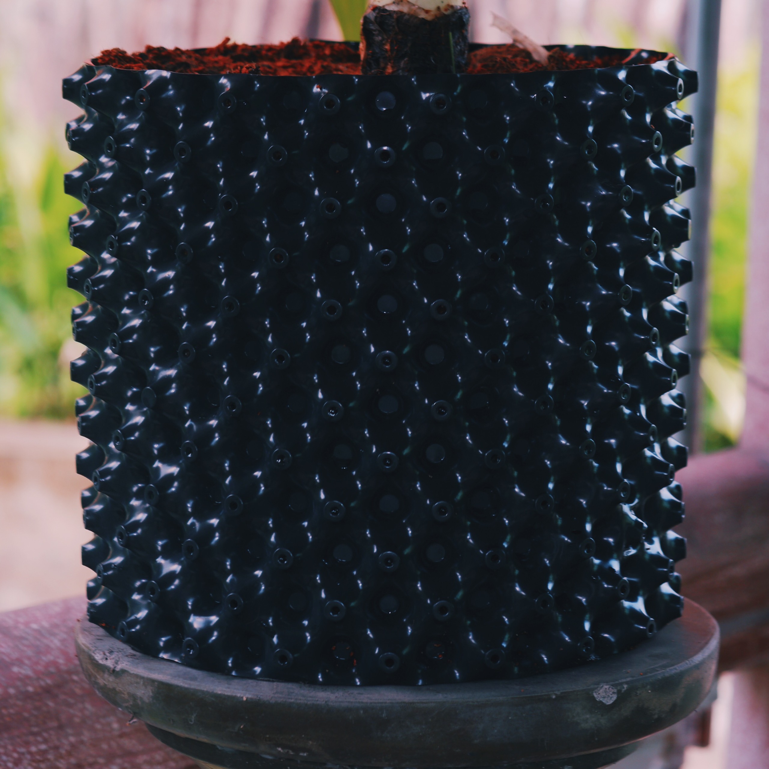 Bầu Ươm Cây Ropot cao 50cm x 5m