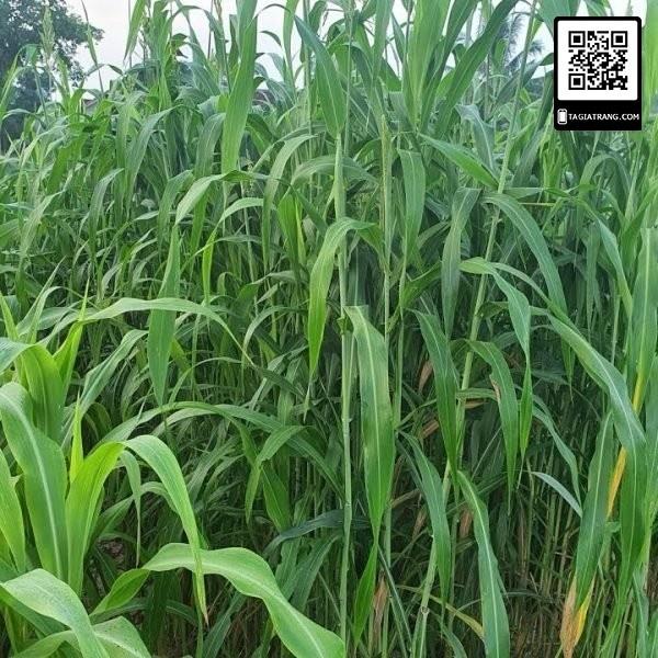 Hạt giống cỏ Sudan Super BMR - Cỏ Ngô CT235 - Gói 100gram