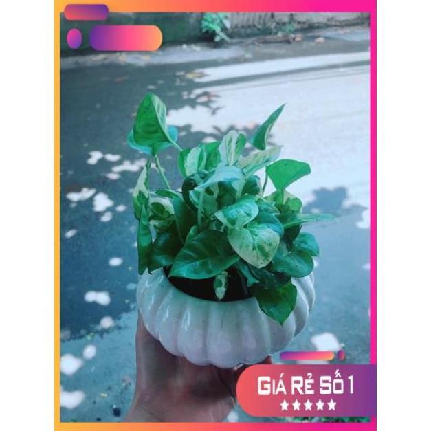 Chậu Trầu Bà Sữa