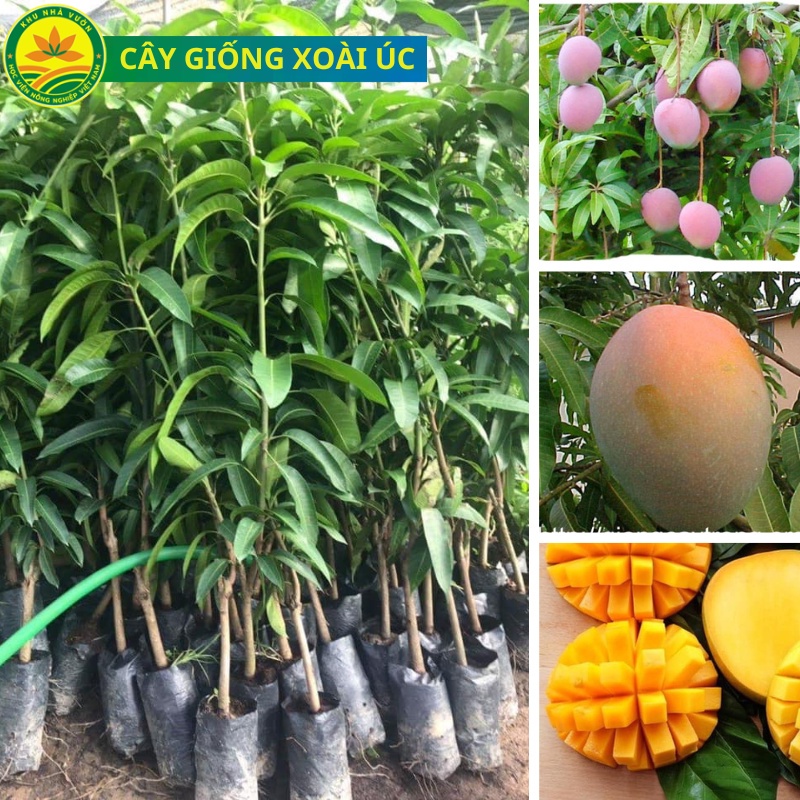 Cây giống xoài Thái siêu sớm, cho quả sau 1 năm trồng