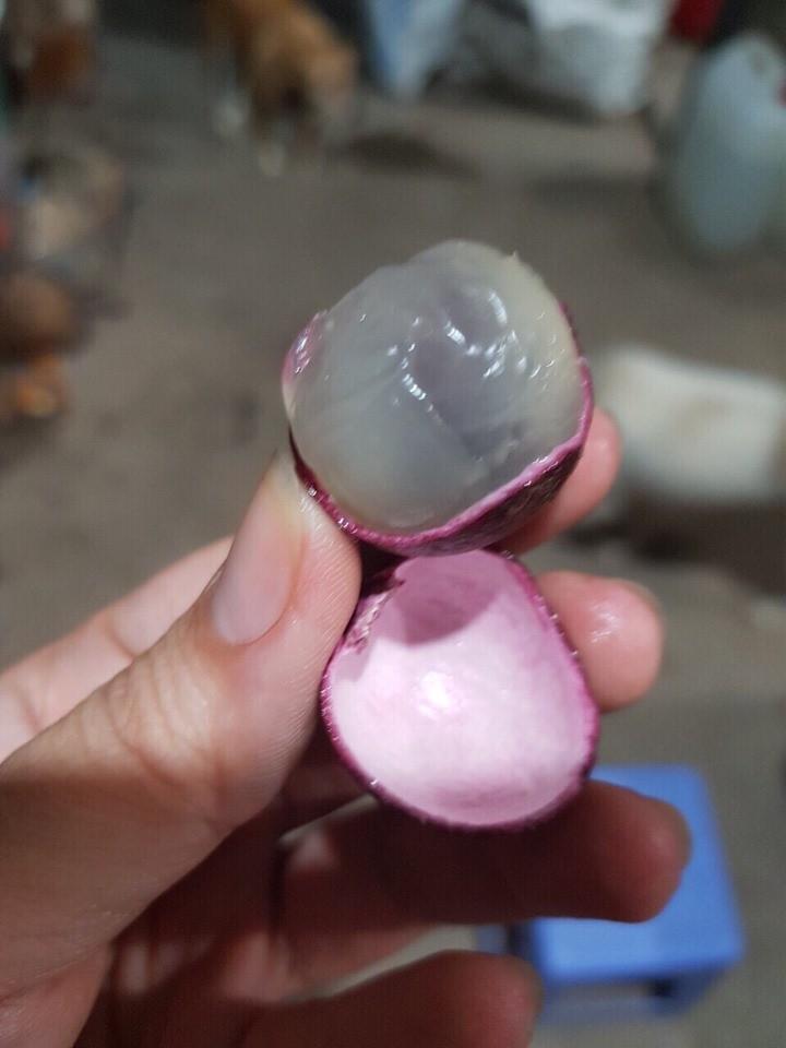CÂY GIỐNG NHÃN TÍM cây đẹp chuẩn giống