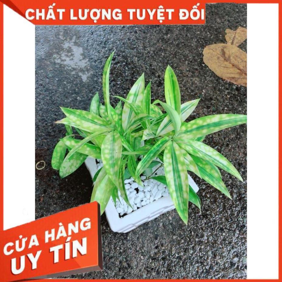 Chậu Trúc Nữ Hoàng Nhiều Người Mua