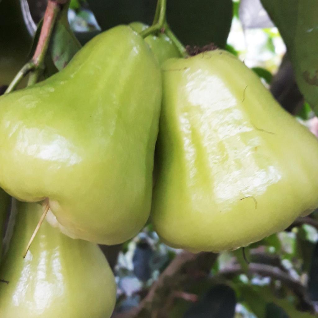 Cây giốn Mận Xanh đường