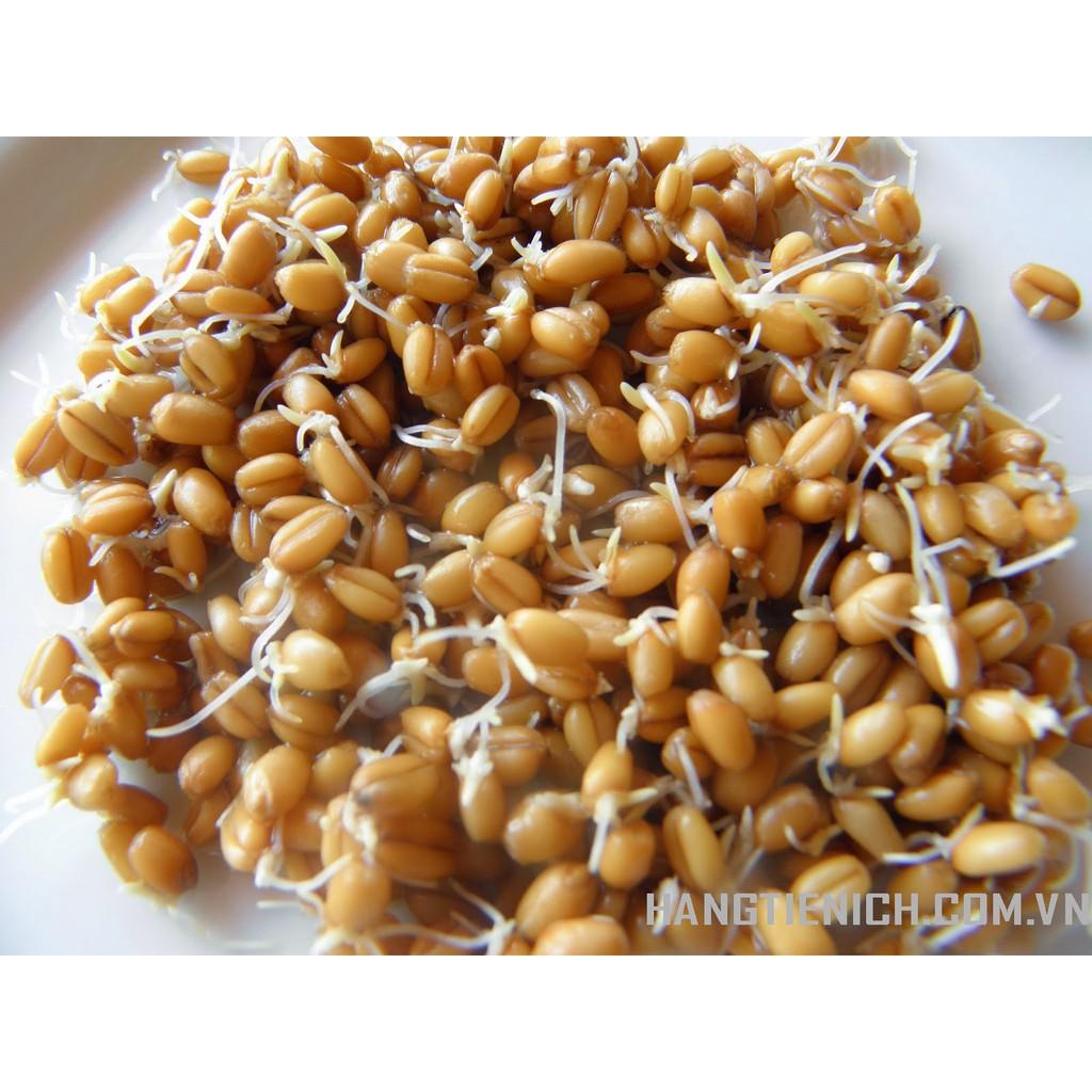 Hạt giống Cỏ Mèo - Gói 2kg - Cỏ Tươi cho Chó, Mèo, Thú Cưng - Cỏ Yến Mạch Cho Chăn Nuôi Gia Súc