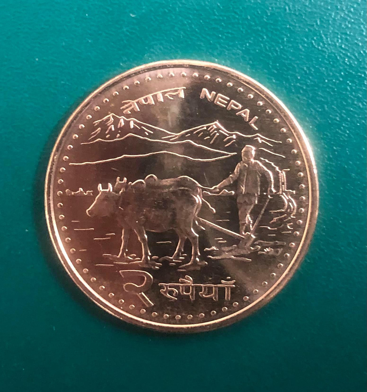 Đồng Xu con Trâu vàng của Nepal, kèm túi gấm may mắn - tặng kèm case nhựa bảo quản PCCB MINGT