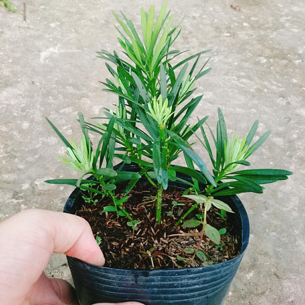 Vạn Niên Tùng - Cây Tùng La Hán