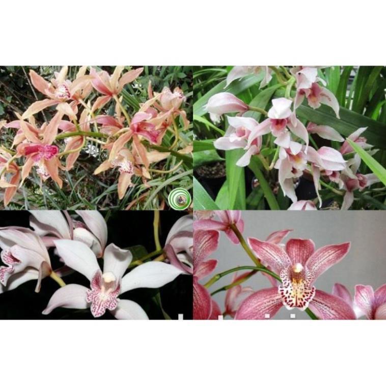 COMBO 10 THÂN ĐỊA Lan kiếm hồng hoàng , trần mộng thu- Cymbidium iridioides - TMTTB