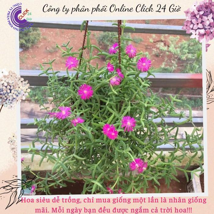Combo 5 Cây Hoa Mười Giờ Nam Phi Đẹp Lạ Mắt Giống Chuẩn Hoa Mười Giờ Bonsai & Phụ Kiện