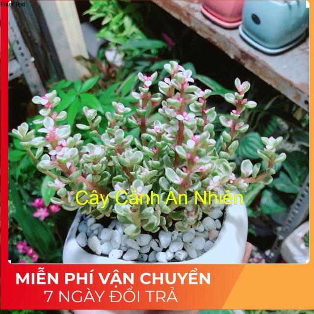 Chậu Đô La Hồng