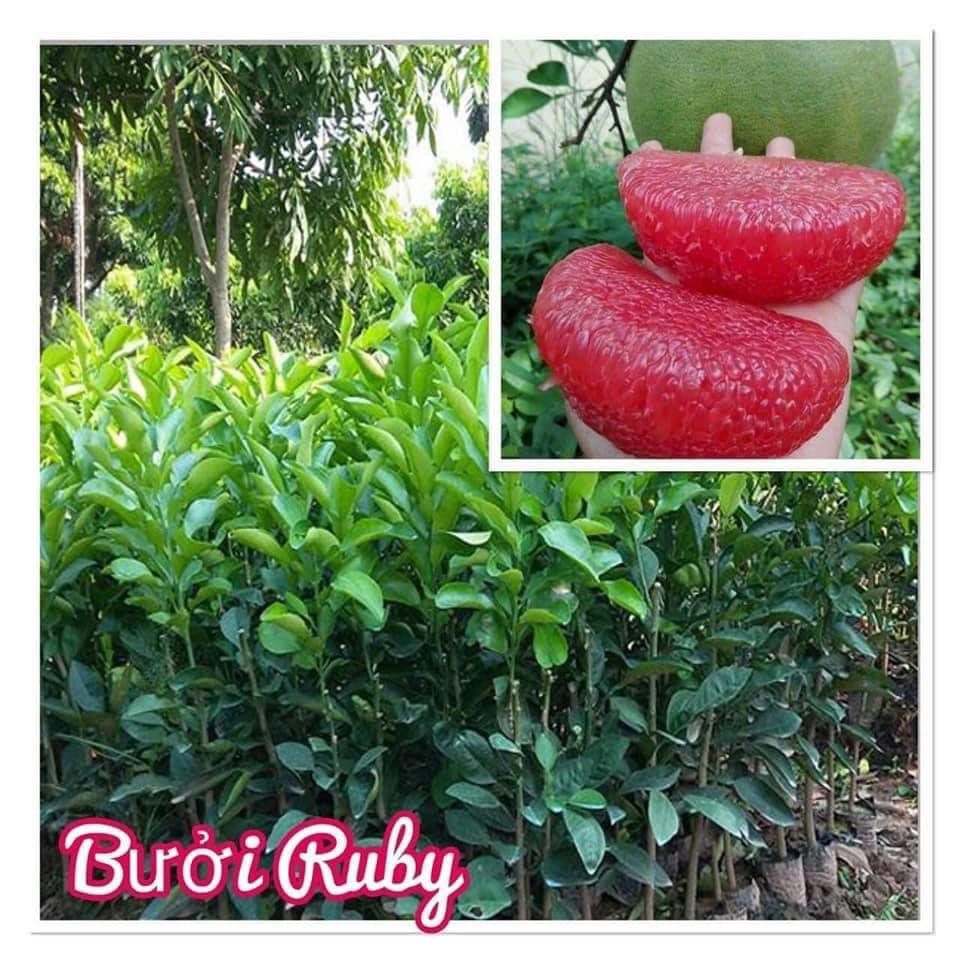 CÂY GIỐNG BƯỞI RUBY