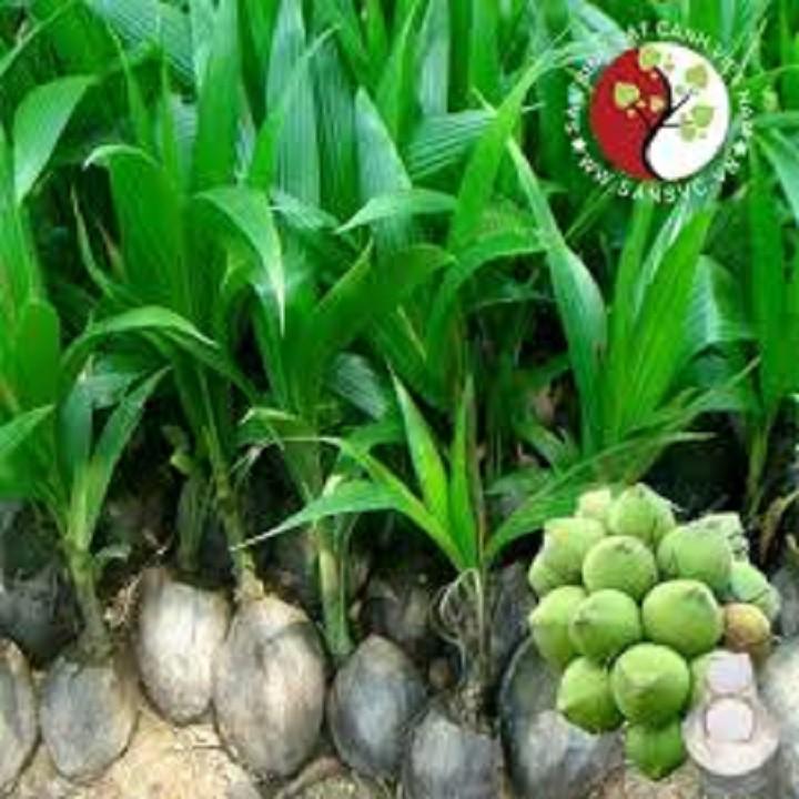 CÂY GIỐNG DỪA XIÊM LÙN XANH BẾN TRE SIÊU QUẢ, NĂNG SUẤT CAO CHUẨN F1