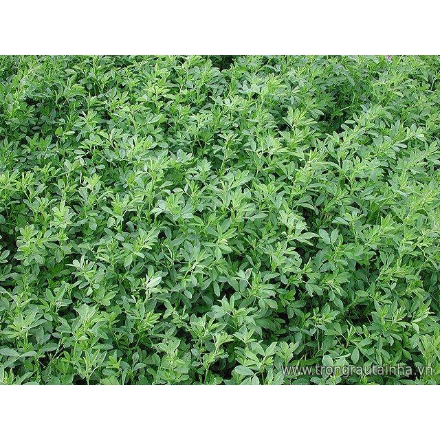 Hạt cỏ chăn nuôi ALFALFA Linh Lăng - Cỏ Họ Đậu