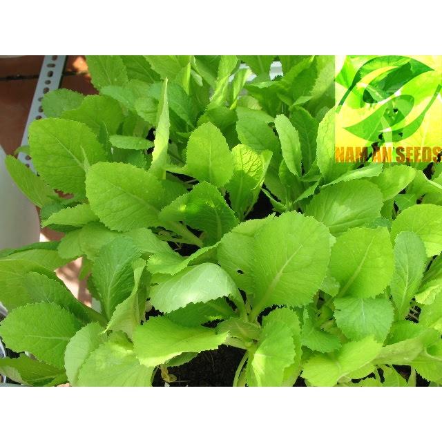 Hạt giống Cải Bẹ Xanh Mỡ Cao Sản - Chịu Nhiệt