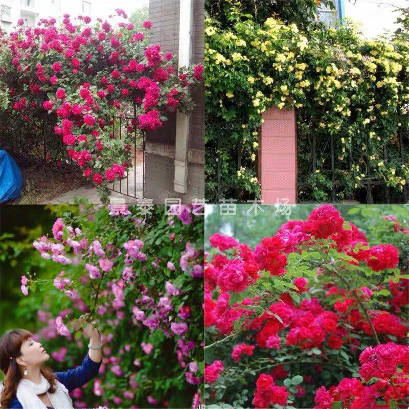 Cây hoa hồng leo pháp