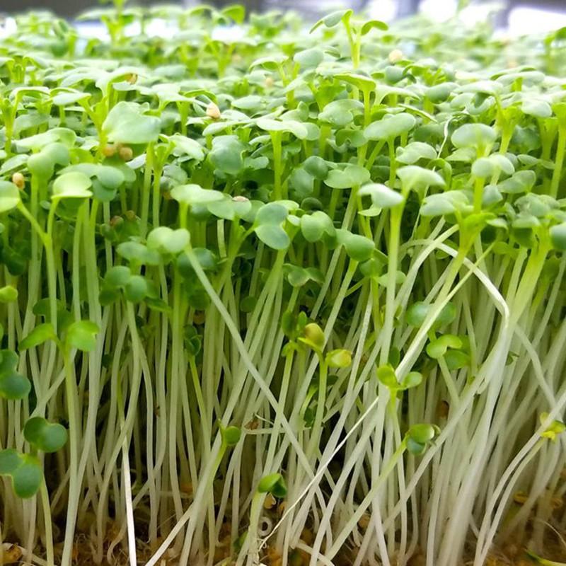 Combo 3 gói hạt giống rau ăn mầm