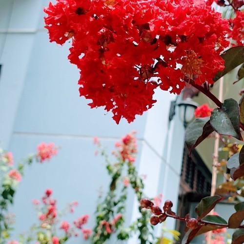 BẦU CÂY GIỐNG TƯỜNG VI HUYẾT LONG