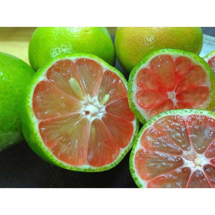 Cây giống chanh đào chất lượng cao, sạch bệnh, chuẩn giống, cây lùn siêu trái dễ trồng