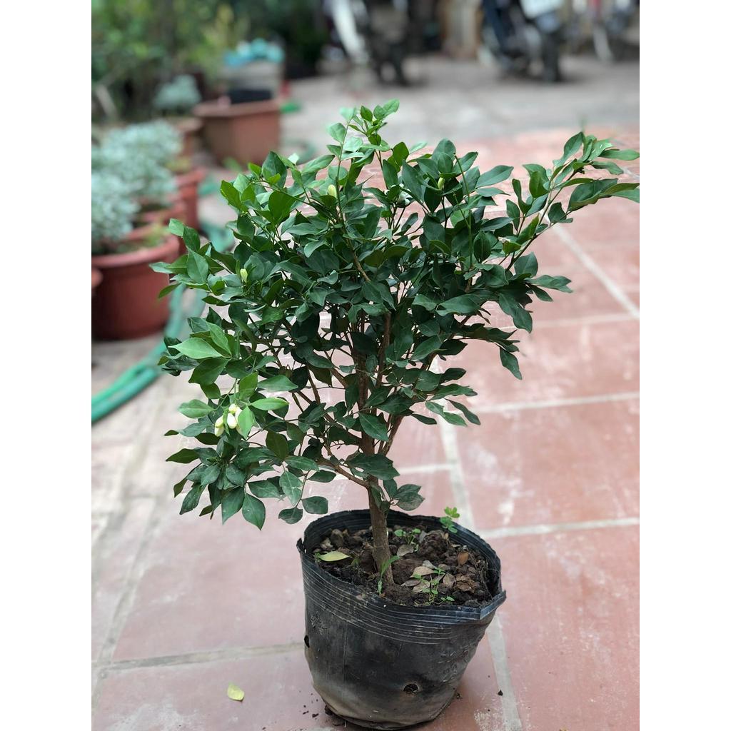 Cây nguyệt quế hoa thơm 4 mùa cao 30-40 cm