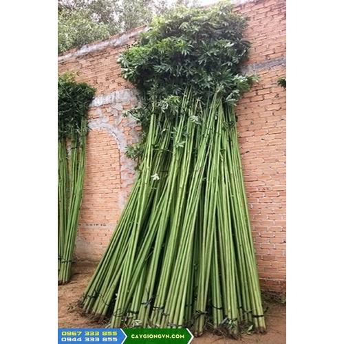 1 KG HẠT GIỐNG CÂY GÒN