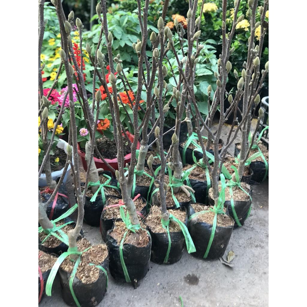 Cây Hoa Mộc Lan Hồng - Cây Hoa Đang Nụ Nở Hoa Vào Dịp Tết Nguyên Đán +