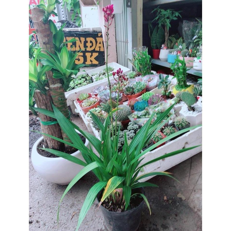 Cây Lan Đất Bán Chạy