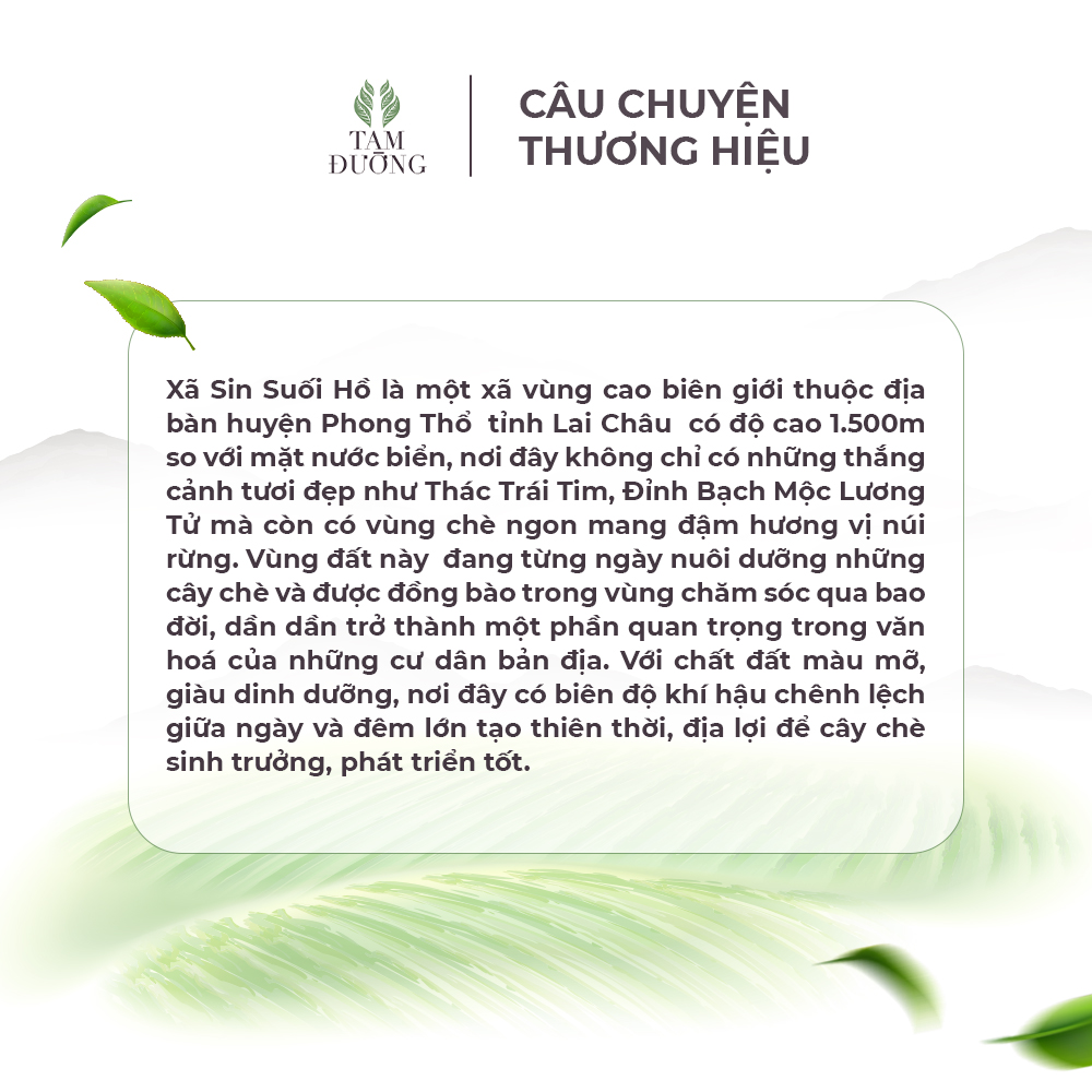 Trà Oolong Sin Suối Hồ Chính Hiệu Tam Đường Hương Thơm Dịu Thanh, Vị Chát Ngọt Hậu Lâu Dài