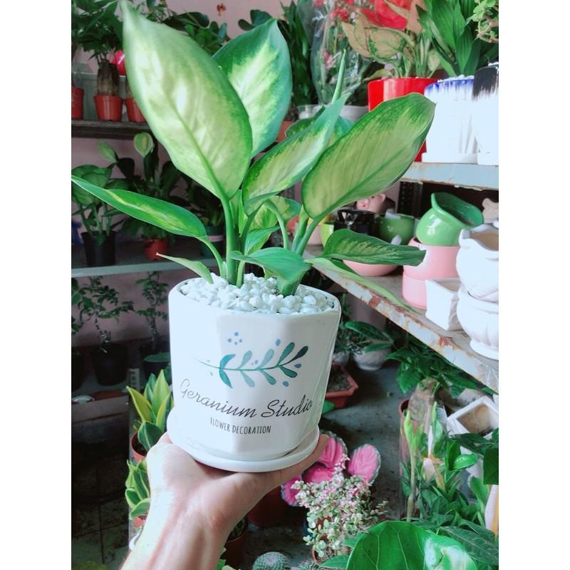Chậu Cây Vạn Niên Thanh