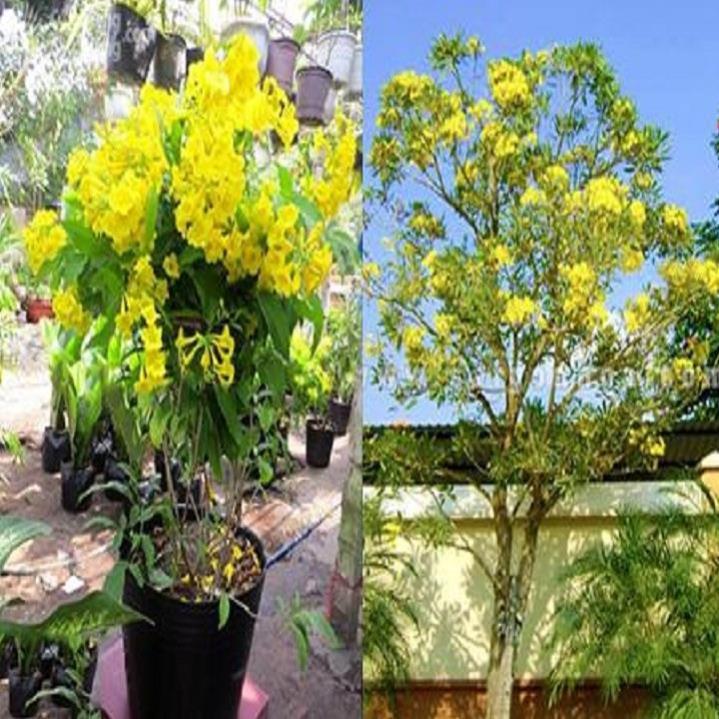 Hoa chuông vàng, gửi đi nguyên bầu, dòng bầu cây lớn