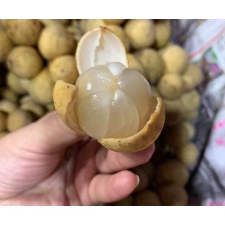 CÂY GIỐNG BÒN BON