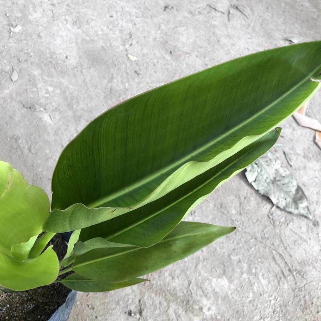 Cây chuối rẻ quạt, chiều cao 40cm lá to đẹp rễ to gốc chắc khỏe sức sống mãnh liệt thích hợp trang trí cảnh quan