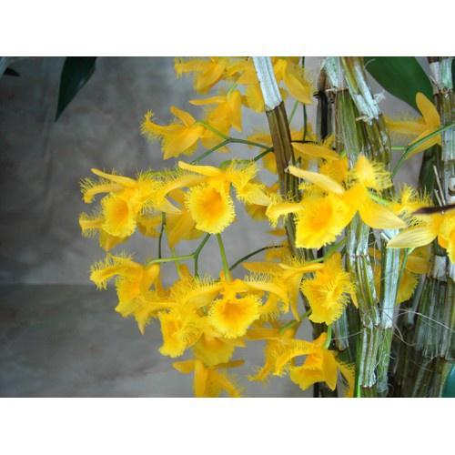 1 bảng KIỀU MÔI TUA hàng rừng thuần chậu siêu to, hoa siêu đẹp