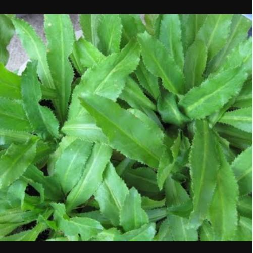 2gr hạt giống ngò gai Mùi tàu