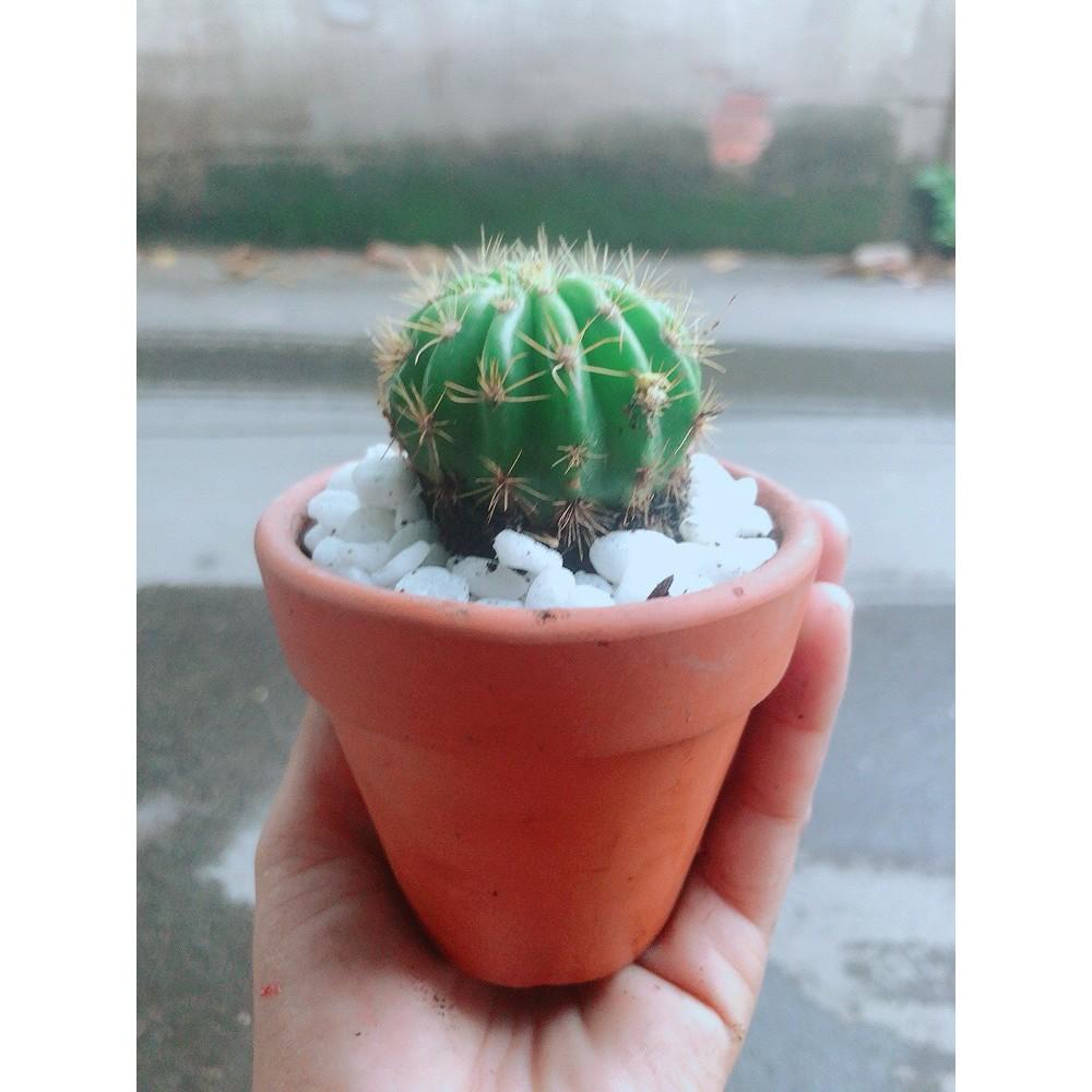 Chậu Xương Rồng Bí Xanh